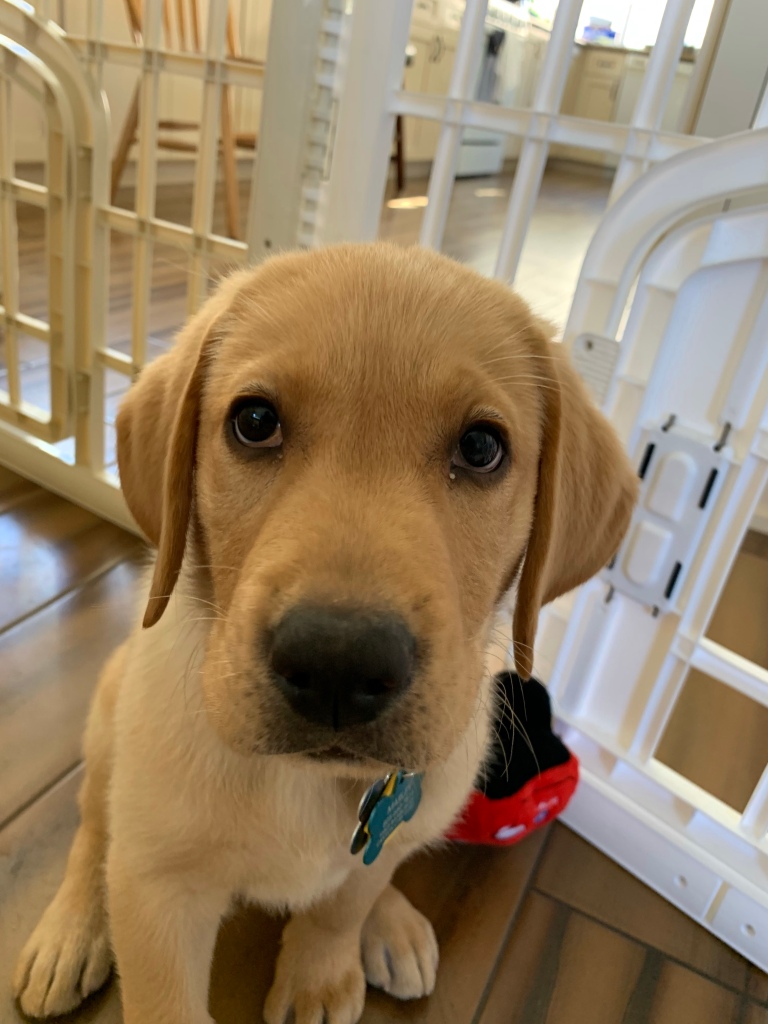 The yellow lab at nine weeks old
